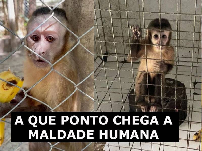 Chico e Caco: Dois nomes sem sobrenomes que valem mais que muitos humanos